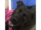 Adopt Onyx a Mixed Breed