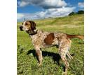 Adopt Vanderpump a English Coonhound, Mixed Breed