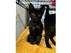 Adopt Bailiff a Domestic Short Hair