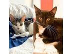 Adopt Ghost & Smurf a Domestic Short Hair