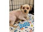 Adopt Rusty a Yorkshire Terrier, Mixed Breed