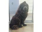 Adopt Theo a Chow Chow
