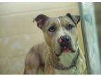 Adopt Duce a Pit Bull Terrier, Mixed Breed