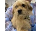 Adopt Rowdy a Wirehaired Terrier