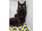 Adopt Mochaccino - KBC a Domestic Long Hair