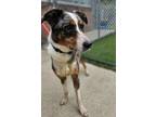 Adopt Wagner a Australian Shepherd, Mixed Breed