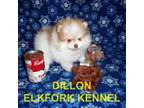 Pomeranian Puppy for sale in Paris, MO, USA