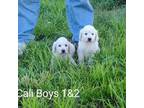 Golden Retriever Puppy for sale in Cokato, MN, USA