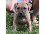 Mutt Puppy for sale in New Bedford, MA, USA
