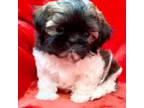 Shih Tzu Puppy for sale in Grovetown, GA, USA