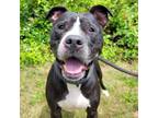 Adopt Cyrus a Mixed Breed, Pit Bull Terrier