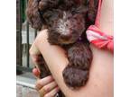 Goldendoodle Puppy for sale in Bellevue, MI, USA