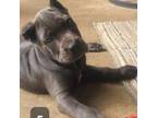 Cane Corso Puppy for sale in Chapmansboro, TN, USA