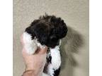 Shih-Poo Puppy for sale in Bella Vista, AR, USA