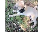 Pug Puppy for sale in Mansfield, TX, USA
