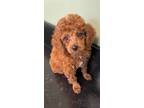 Adopt MAX a Poodle