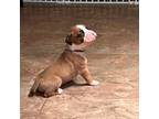Boxer Puppy for sale in Harrison Township, MI, USA