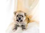 Pomeranian Puppy for sale in Charlotte, NC, USA