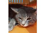 Adopt Yabandi a Domestic Short Hair