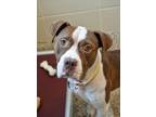 Adopt Ranch 46980 a Pit Bull Terrier, Mixed Breed