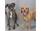 Adopt Winston/Stark a Bloodhound