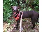 Adopt C3 Aka Tuff a Labrador Retriever, Terrier