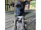 Adopt Charlie a Mixed Breed, Australian Cattle Dog / Blue Heeler