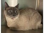 Adopt Jager a Siamese