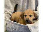 Adopt Benedict- In Foster a Labrador Retriever, Great Pyrenees