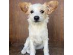 Adopt Clide a Wirehaired Terrier