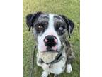 Adopt 56086415 a Pit Bull Terrier, Catahoula Leopard Dog