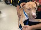 Adopt 56088046 a Pit Bull Terrier, Mixed Breed