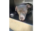Adopt BarbaQ a Pit Bull Terrier, Mixed Breed