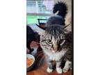 Adopt Socks a Domestic Medium Hair, Domestic Short Hair