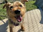 Adopt Huddersfield Ben a Mixed Breed, Yorkshire Terrier