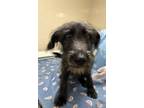 Adopt Cooper a Terrier, Mixed Breed