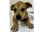 Adopt Spider Man a Terrier, Mixed Breed