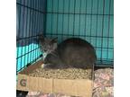 Adopt Berkeley Sox a Domestic Short Hair