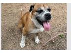 Adopt Sweetie II - Silver Heart a Boxer