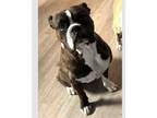 Adopt Brodie II a Boxer