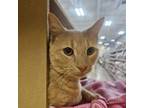 Adopt Pepa a Domestic Short Hair