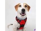 Adopt Vesper a Mixed Breed