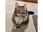 Adopt Chester a Domestic Long Hair