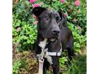 Adopt Wonder Pup: Matrix Woody a Labrador Retriever