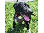 Adopt Wonder Pup: Bullet Hamm a Labrador Retriever