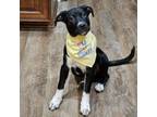 Adopt Wonder Pup: Buzz a Labrador Retriever