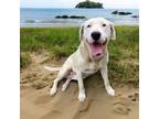 Adopt DA 13 Dirty Joe a Labrador Retriever, Pit Bull Terrier