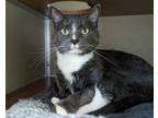 Adopt Bumble AKA Charli a Domestic Short Hair