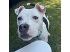 Adopt Roy a Pit Bull Terrier
