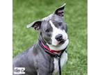 Adopt Tow Mater a Staffordshire Bull Terrier